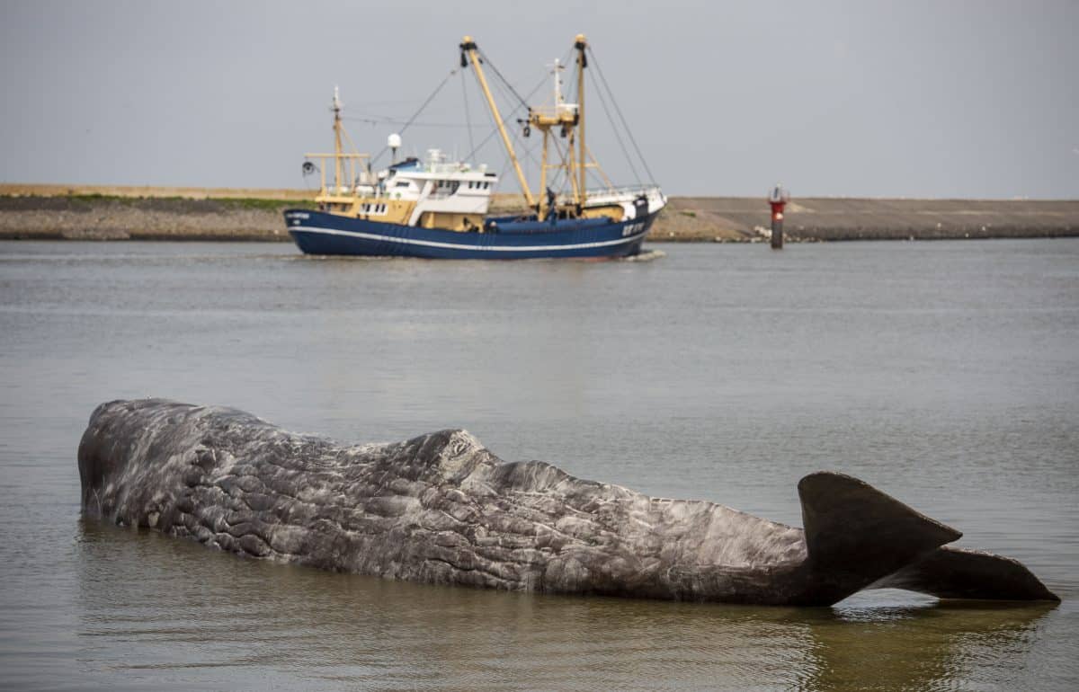 De Waddenzee bij Harlingen een perfecte locatie om te lunchen tijdens deze culinaire Elfstedentocht